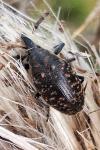 Larinus turbinatus
