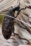 Larinus turbinatus