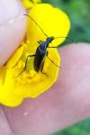 Rutpela nigra