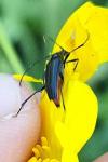 Rutpela nigra