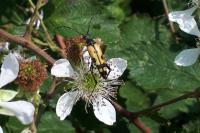 Rutpela maculata