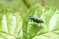 Oedemera nobilis