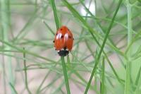 Hippodamia variegata