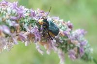 Clanoptilus elegans