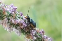 Clanoptilus elegans