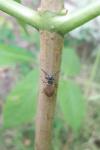 Lagria