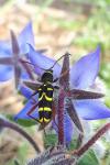 Clytus arietis