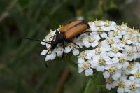 Stictoleptura fulva