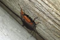 Stictoleptura rubra