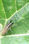 Agapanthia villosoviridescens