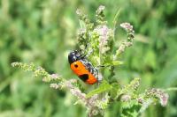 Clytra laeviuscula