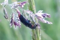 Malachius bipustulatus