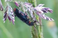Malachius bipustulatus