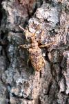 Rhagium sycophanta