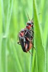 Cantharis rustica