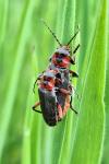 Cantharis rustica