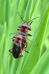 Cantharis rustica