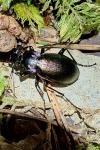 Carabus nemoralis