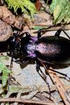 Carabus nemoralis
