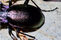 Carabus nemoralis