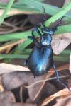 Meloe violaceus