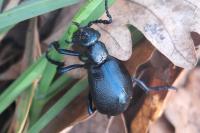 Meloe violaceus