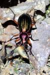 Carabus auronitens