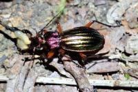 Carabus auronitens