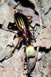Carabus auronitens