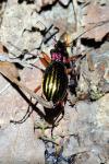Carabus auronitens