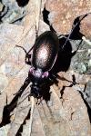Carabus nemoralis