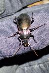 Carabus nemoralis