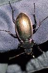 Carabus nemoralis