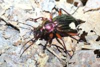 Carabus auronitens