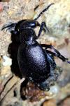 Meloe proscarabaeus
