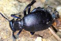 Meloe proscarabaeus