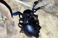 Meloe proscarabaeus