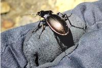 Carabus nemoralis