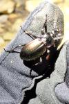 Carabus nemoralis