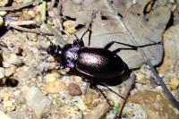 Carabus nemoralis