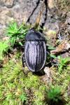Silpha carinata