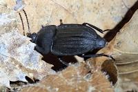 Silpha carinata