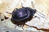 Phosphuga atrata