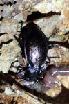 Carabus nemoralis