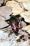 Carabus auronitens