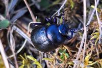 Timarcha goettingensis