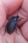 Silpha carinata