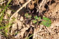 Cicindela campestris