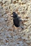Nebria