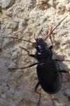 Nebria